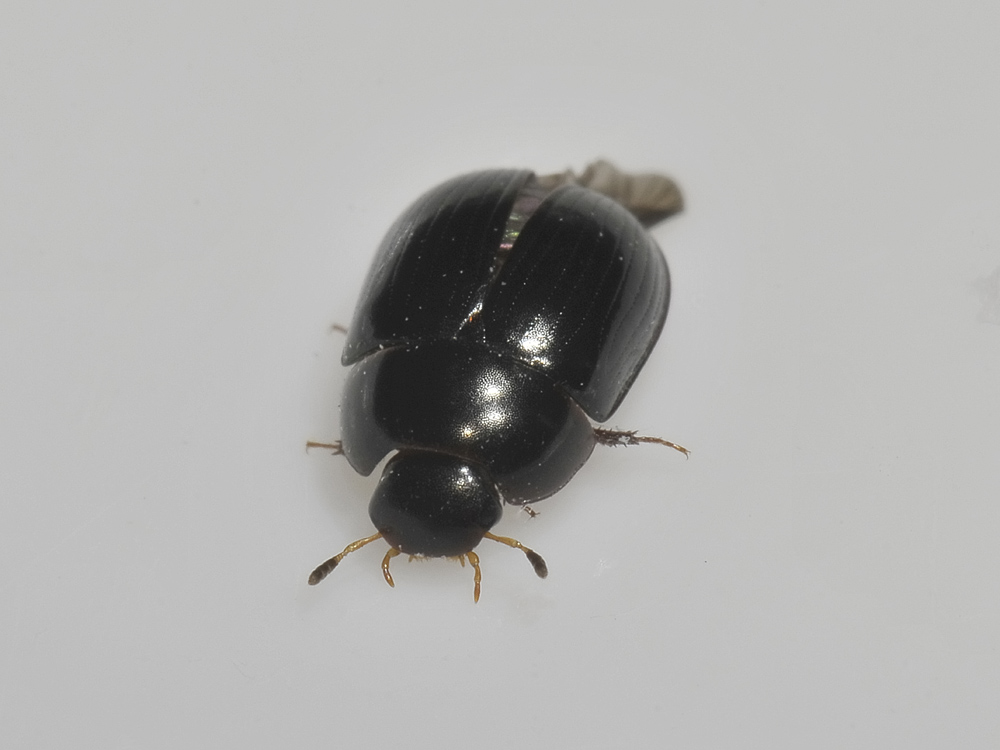 Hydrophilidae di fiume